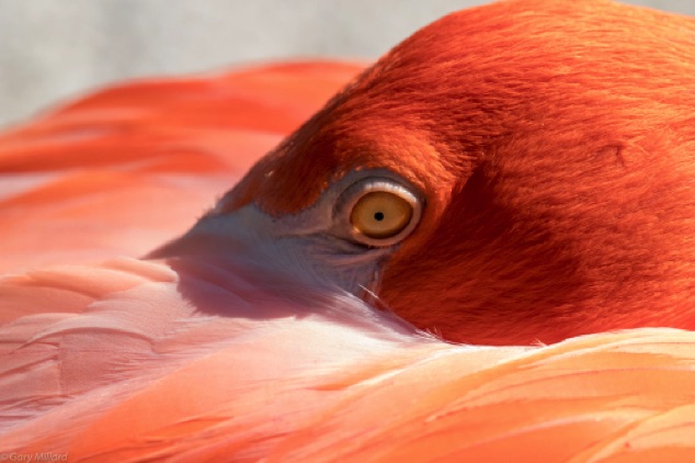Flamingo - Extreme Closeup
Sarasota Jungle Gardens
Sarasota FL